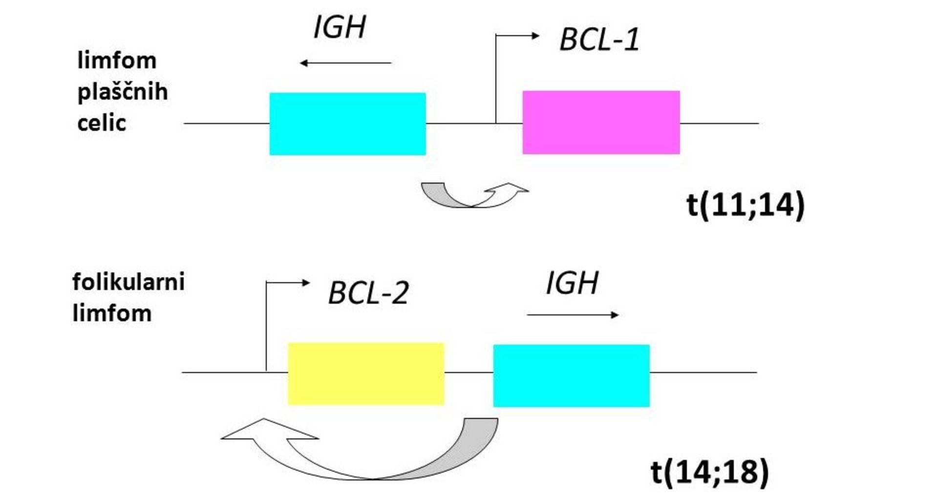 Shematski prikaz kromosomskih translokacij t(11;14) in t(14;18)