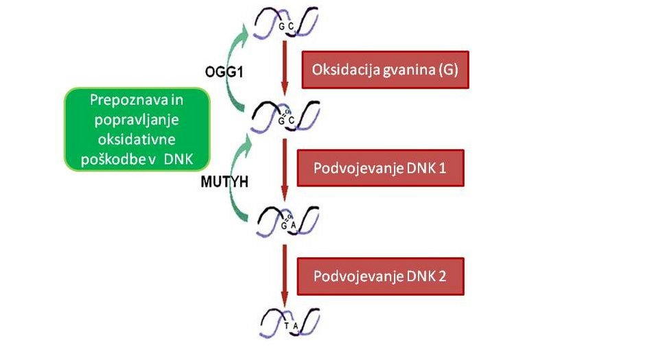 Oksidacija gvanina