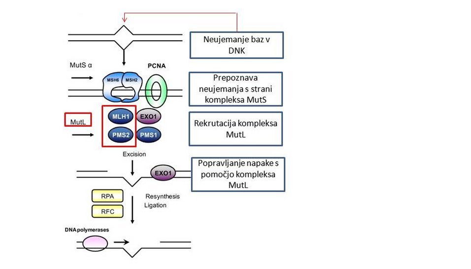 Shematski prikaz popravljanja neujemanja pri podvojevanju DNK