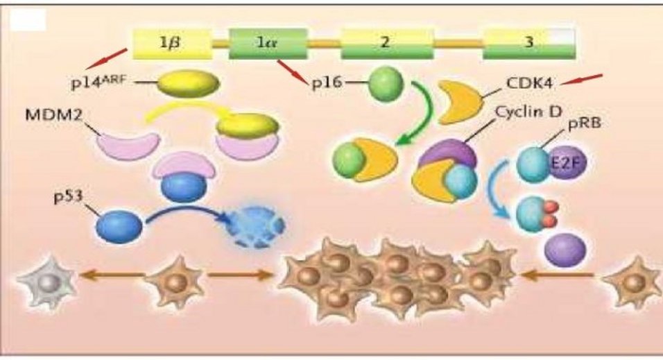 CDK4 