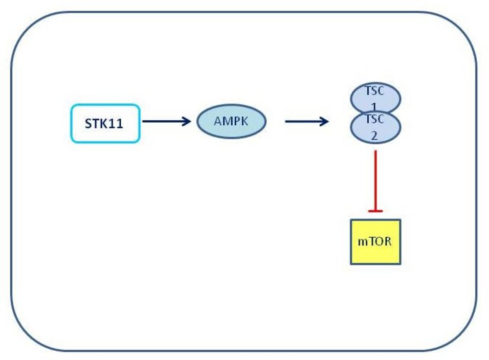 Shematski prikaz delovanja STK11